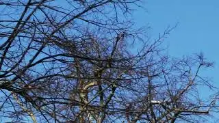 Crow builds nest. #crows #rook #raven #rspb #birdlovers #birdphotography #birdwatchers #binoculars