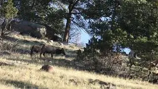 Elk Rut Action