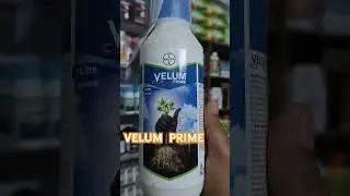 #VELUM PRIME