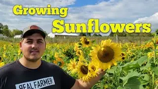 Turing $110 into $15k U-Pick Sunflowers 🌻