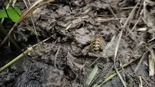 Larval Days