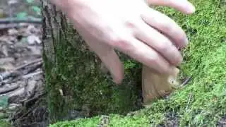 Hr&iacute;b dubov&yacute; - boletus reticulatus