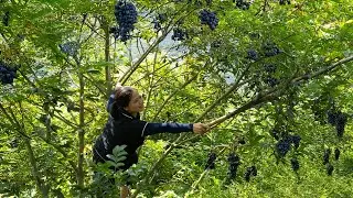 Satisfying Village Life 🌿 Harvesting Many Black Canarium Fruits Go To Market Sell | Farm 4K