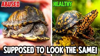 Craziest Animal Rescue We&rsquo;ve EVER Seen!