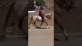 PRE Perla hijo de Ringo AC