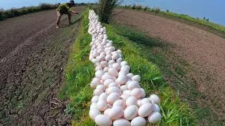 Top farmer, pick a lot of duck eggs in rice field near the village