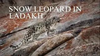 Snow Leopard the Ghost of the Mountains || Snow Leopard in Ladakh
