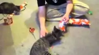 Rax & Clom help wrap Cheyenne's Present