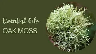 Essential Oils: Oak Moss