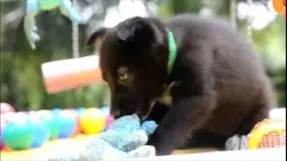 FLORIDA WOLF CROSS PUPPIES VIDEO 2