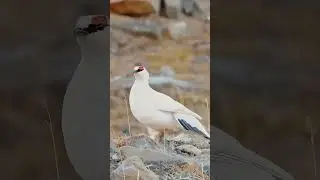 Strange birds #birds #birdsandblooms #bird #spring #birdspecies #blossoms #animals #nature