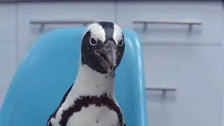 American Standard Air Conditioning Commercial - Trained Penguins