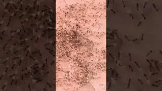 Queen ant 🐜 😍 #shortvideo #views #4k #ants #guard #protect #antman