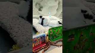 Sleeping Cat car car dashboard accessory