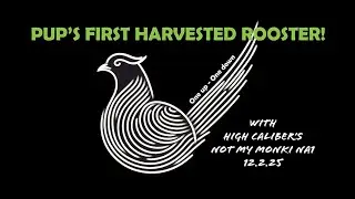 Iowa Pheasant Hunting with HHK - Puppy's First Rooster!  12.2.25