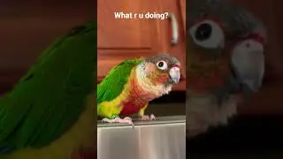 Cute Conure parrot talking 🗣️