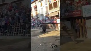 &iexcl;ESPECTACULAR salida de este TORO bravo de Gracia Blasco! - Segorbe 10/09 #territoriobravo