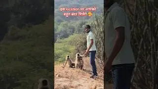 बंदरों को खाना खिलाया... 🥰🙏 #komalsaini monkey food #travel #monkeyvideo #villagelife #shortvideo yt