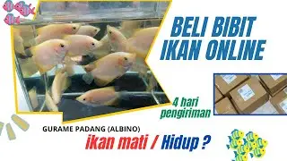 Beli bibit ikan online 4 hari pengiriman, hidup atau mati?