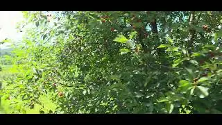 GREAT COUNTY FARM CHERRY PICKING WAGON 01
