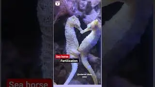 sea horse fertilization