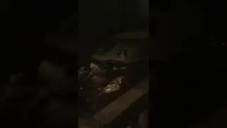 Snow in Florida! 1:40AM