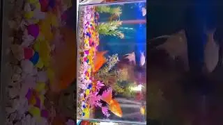 my aquarium fish #fishing #fishingvideo #fishing life# how to care fish #daily #love #youtube