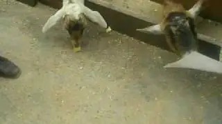 The goat ate my map