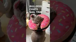 Penelope has a rap sheet at the vet #bulldog #funnydogs #nailtrim