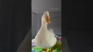 Quack ✨