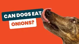 The Hidden Dangers of Feeding Onions to Dogs