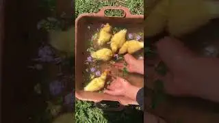 Tiny duckling&rsquo;s first swim 🐥🌸🌼 #cottagecore #cottagecore #ducklings #ducks