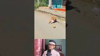 কুকুরের সাথে অবাক কান্ড | ফানি ভিডিও | Bangla Reaction Video | Voice Over | #shorts #talhastunetv