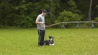 German Shepherd Max - Obedience Level II. Graduate