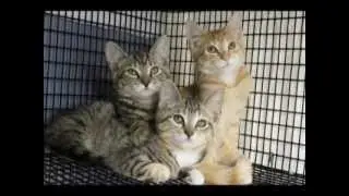The Tale of Responsible Pet Care, The Animals' Story