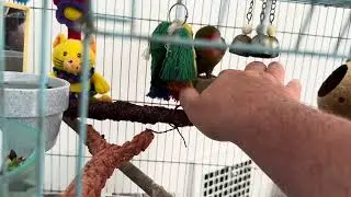 Getting Dino out of the Cage