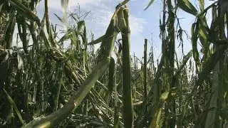 Gradobicie w Kawczu. W kilkanaście minut stracili plony