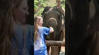UNFORGETTABLE travel experience 🤩  #travel #shorts #viral #thailand #chiangmai #elephant #wanderlust