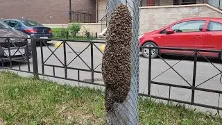 Рой пчёл в центре Санкт-Петербурга. Снимаю и пересаживаю в колоду.