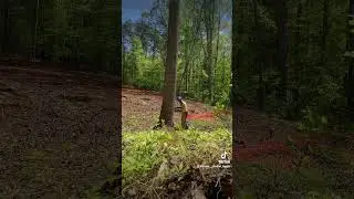 Bore cut 🌲🪵🤘🏻💯#arboleros #arborist #trees #borecut