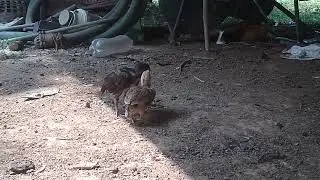chicks fight