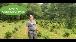 Exotic Conifer Walkthrough: Deer Pressure, Weed Problems & Tree Progress