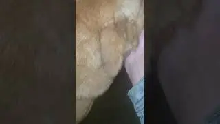 Рыженький дружище!