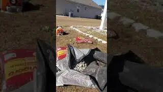 912-428-1513 Red Mulch