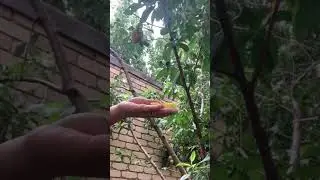 ASMR Organic Apricot Fresh And Delicious #shortvideo #apricot #fruit #healthy