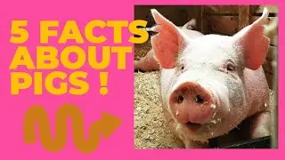 pigs1