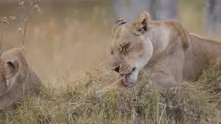 WanderingThru the Okavango Delta