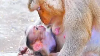 Live: Gentle Moment — Mama Carefully Adjusts While Baby Learns to Hold On 🐒💛