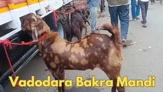 Vadodara bakra mandi, 16 january 2026, #goat #bakramandi #goatfarming #shafigoatfarm 