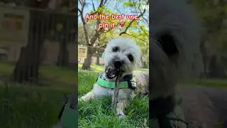 what do you choose? 🤔💭 #nicknames #dognames #cutedog #pets #dogshorts #dogvideos #dogwalk